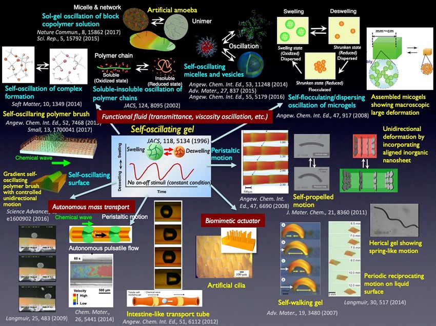 Evolution of the Self-Oscillating Gel